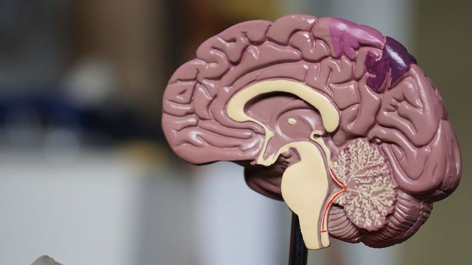 Drug for Deadly Brain Disease Tested Using Human Cerebral Organoids content piece image