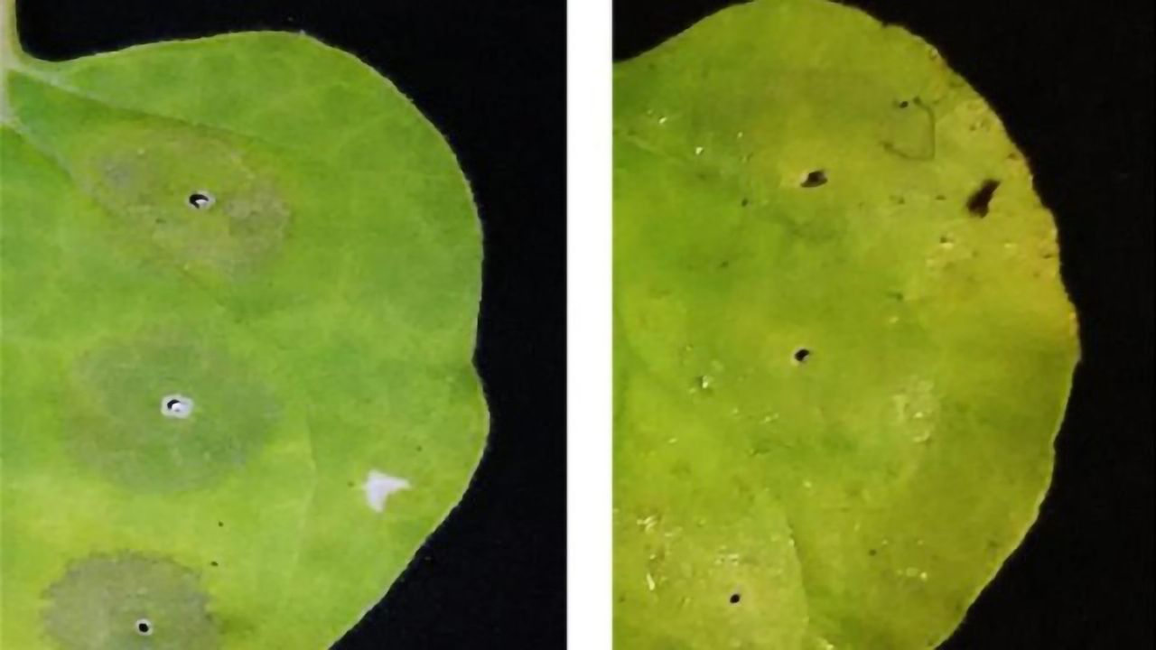 Antioxidant Boosts Yield of Protein-Producing Plants