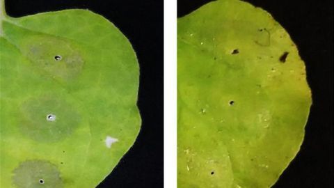 Antioxidant Boosts Yield of Protein-Producing Plants