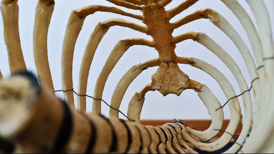 Injectable Scaffolds Help Repair Spinal Cord Injuries in Mice content piece image