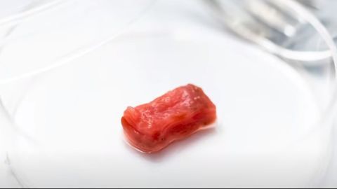 Meet Shoji Takeuchi – Growing Meat in the Lab