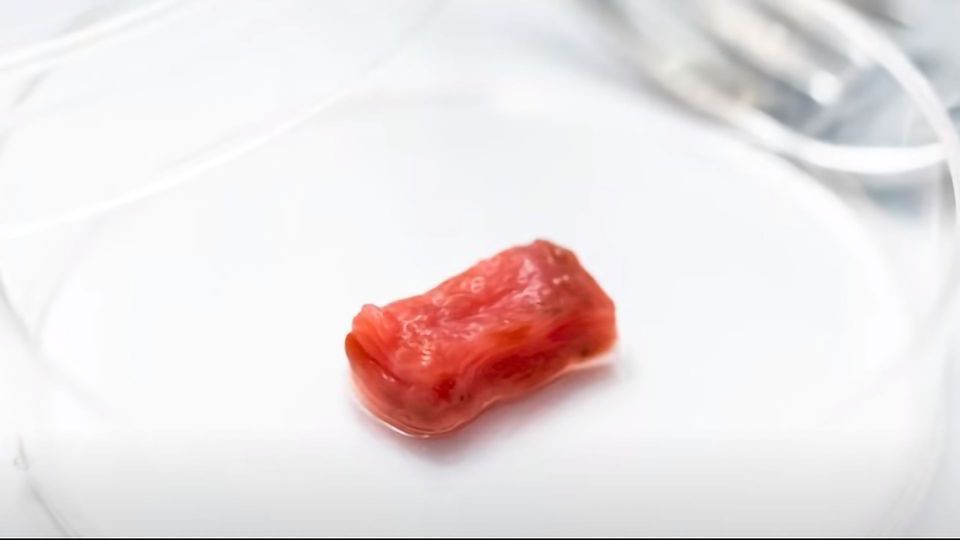 Meet Shoji Takeuchi – Growing Meat in the Lab content piece image