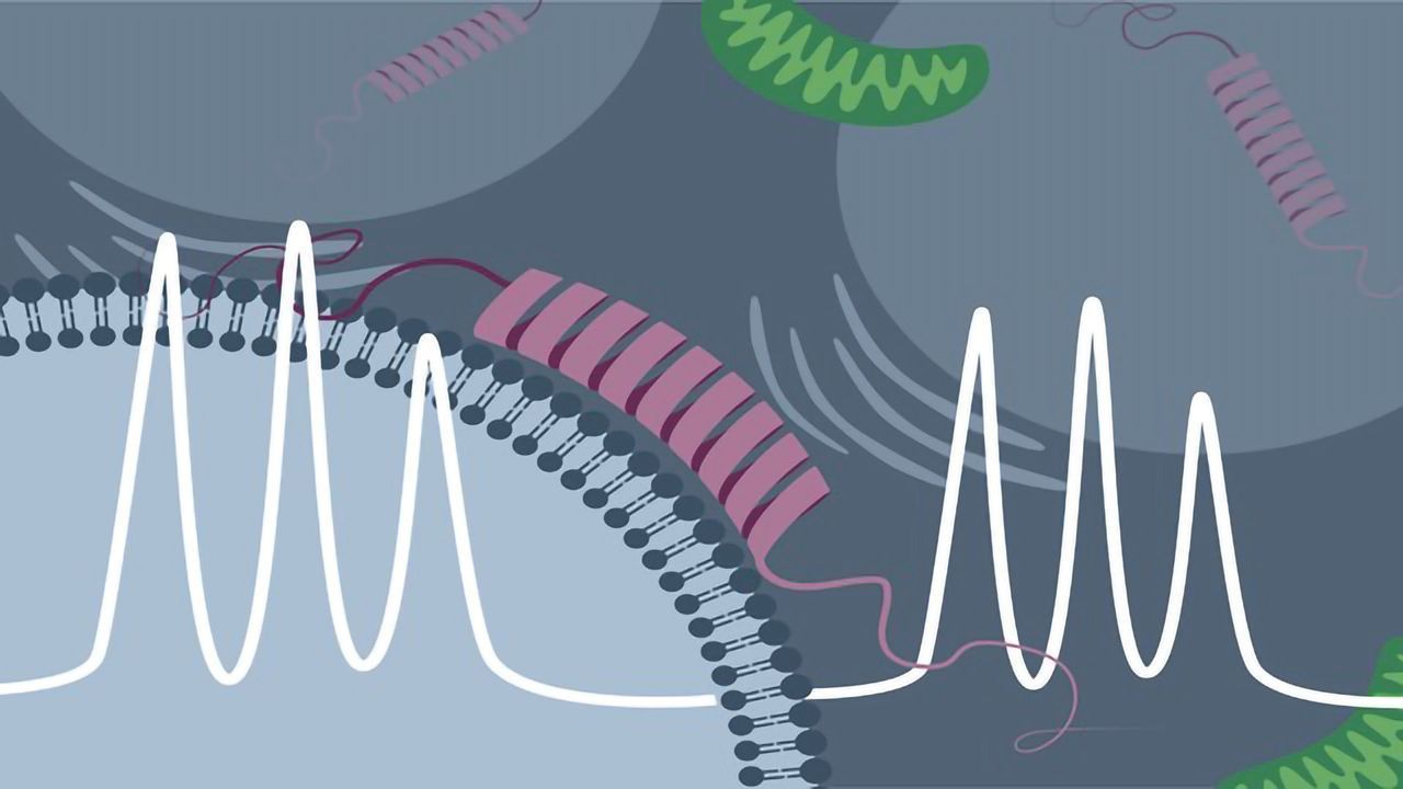 Researchers Observe the Membrane Binding of the "Parkinson Protein" in Living Cells Directly