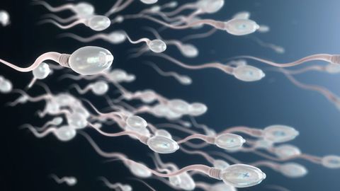 Compound From Chinese Herb Exhibits Reversible Male Contraceptive Effects