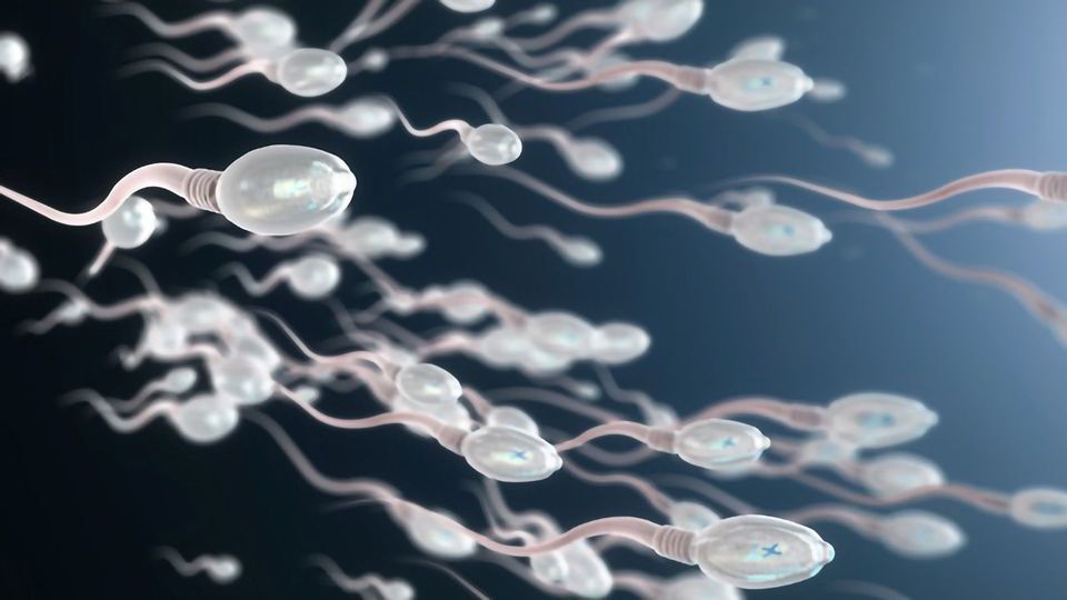 Compound From Chinese Herb Exhibits Reversible Male Contraceptive Effects content piece image