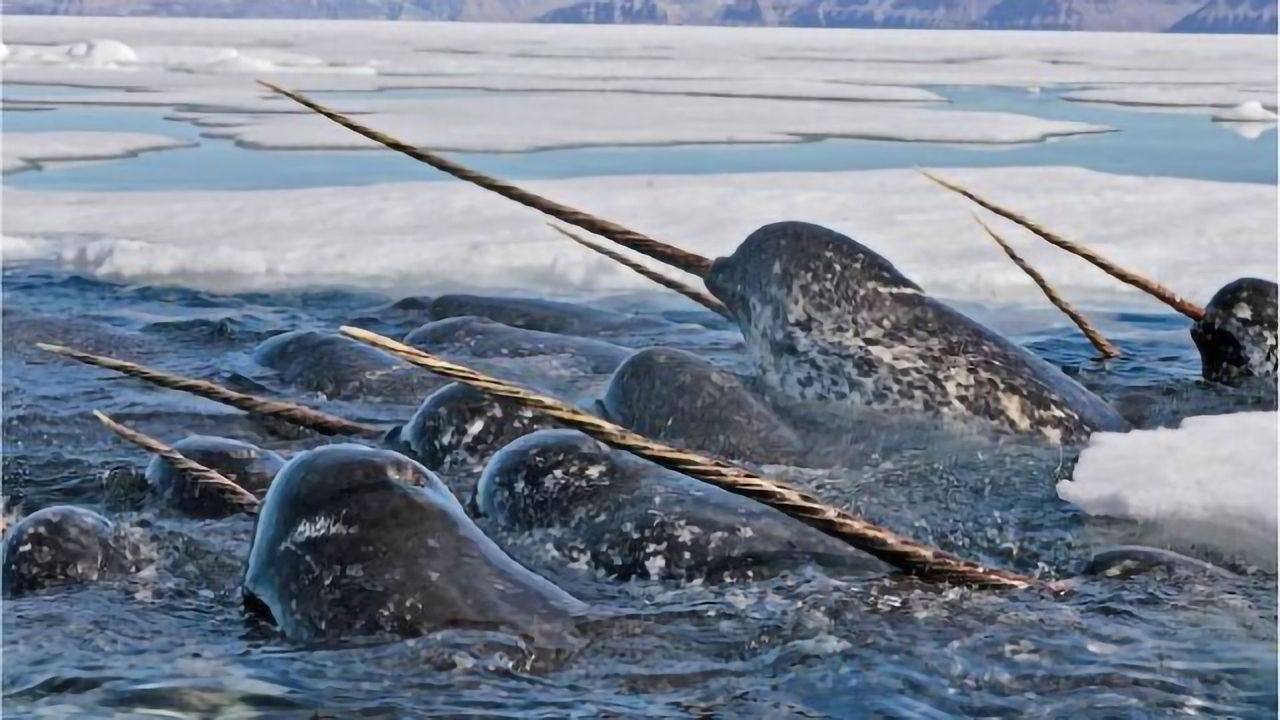Narwhal Tusks Mark the Environmental Changes of Time