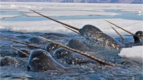 Narwhal Tusks Mark the Environmental Changes of Time