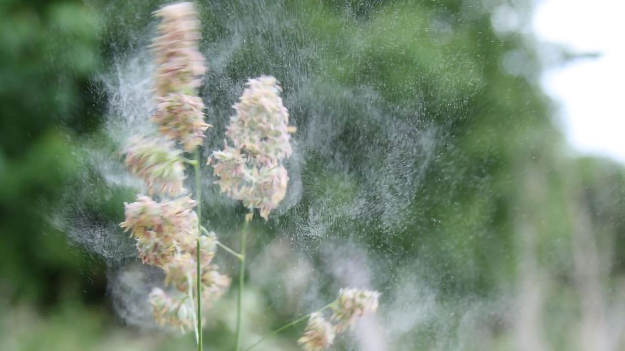 Combining Environmental and Public Health Data Could Help Allergy Sufferers