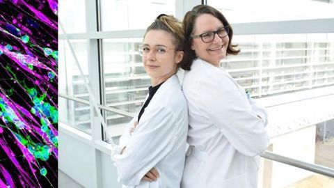 Molecule Halts Tumor Growth in Neuroblastomas