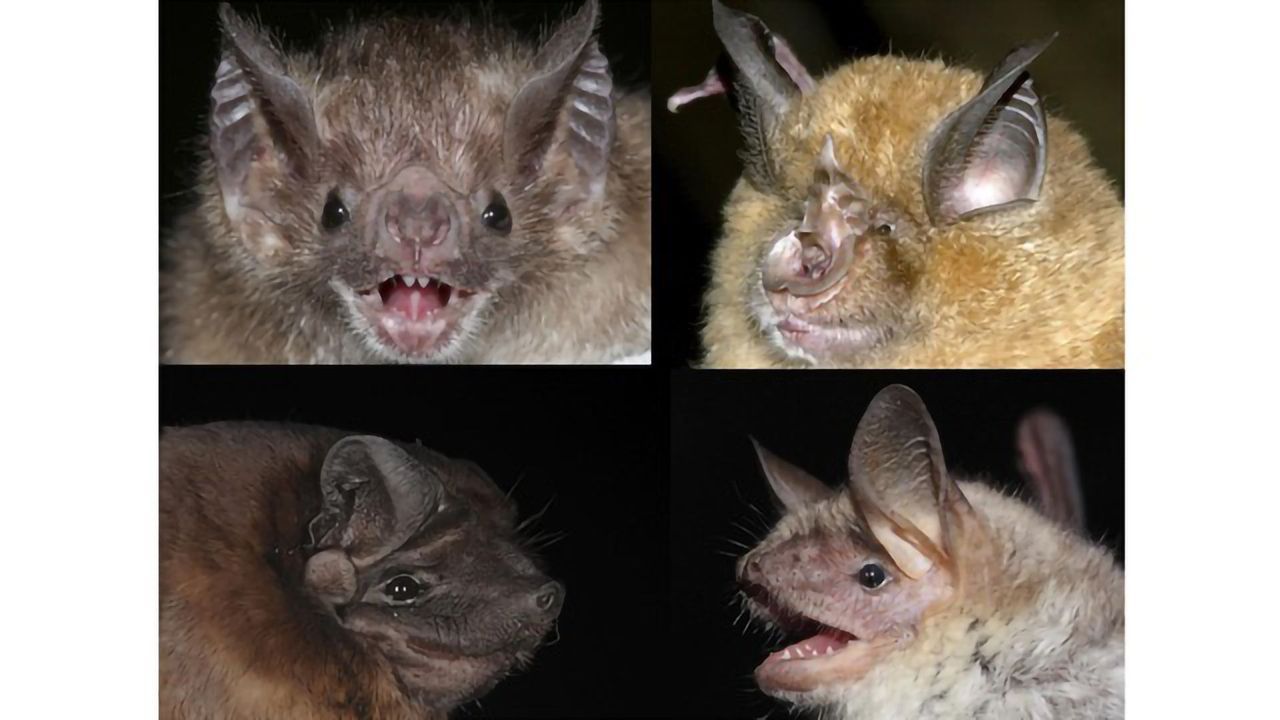 First Epigenetic Clock for Bats