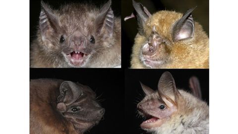 First Epigenetic Clock for Bats
