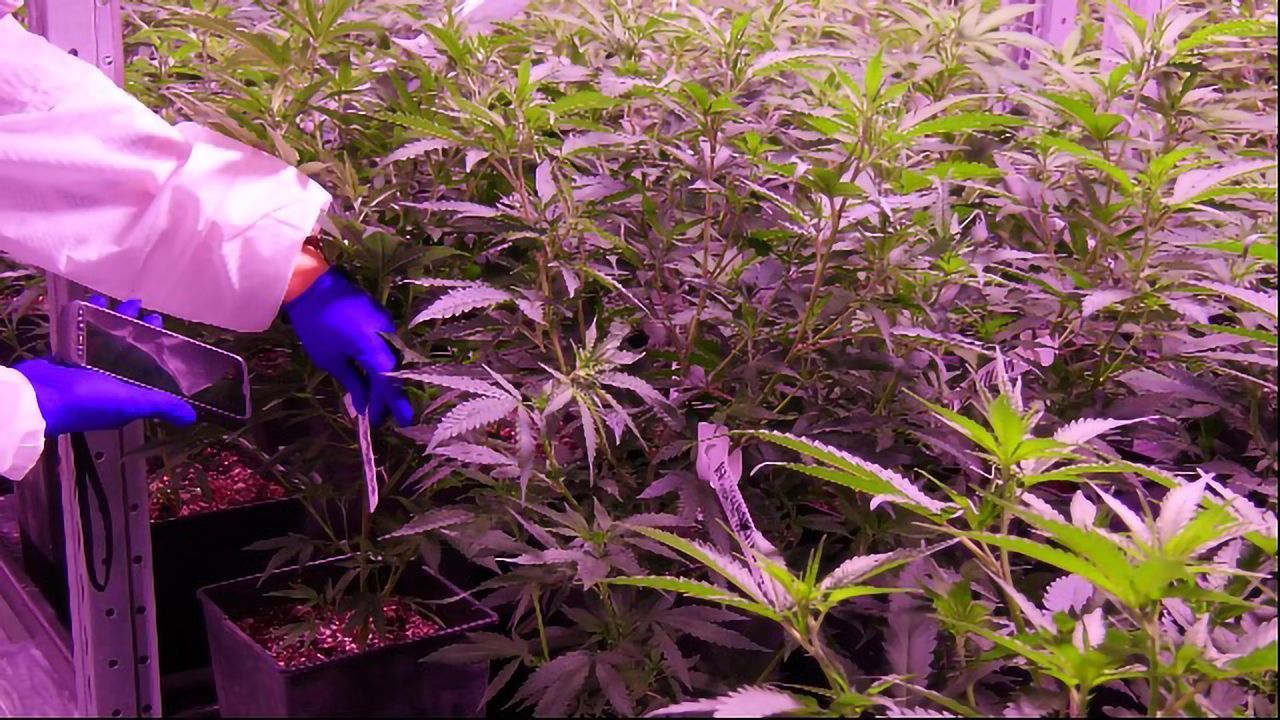 Indoor Cannabis Cultivation Leaves a Large Carbon Footprint, Study Finds