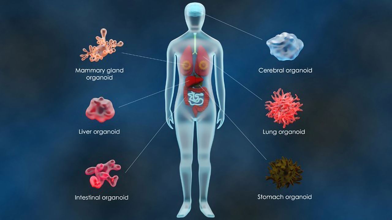 Improving Drug Discovery With Organoid-Based “Phase 0” Testing
