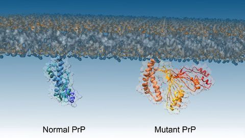 Protein Discovery Reveals Mechanism of Fatal Prion Brain Diseases