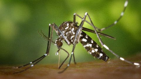 Custom Proteins Developed To Facilitate Malaria Diagnostics Development