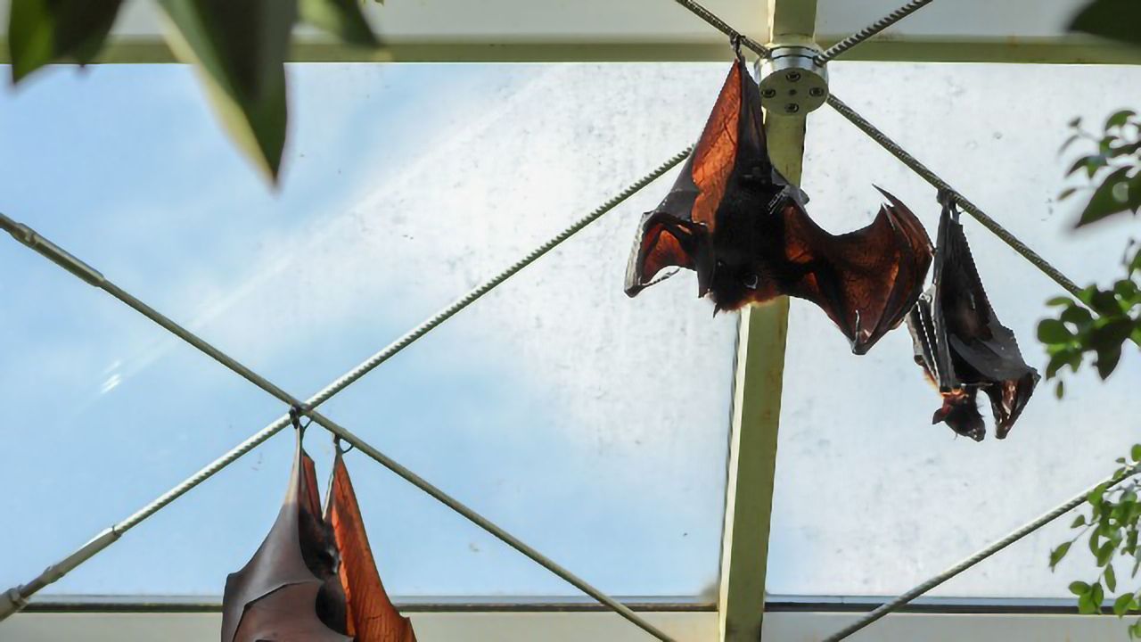 SARS-CoV-2 Jumped From Bats to Humans Without Much Change