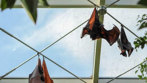 SARS-CoV-2 Jumped From Bats to Humans Without Much Change