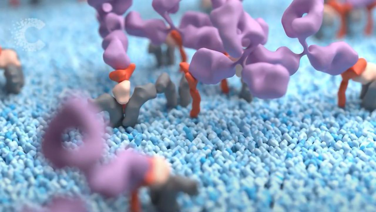 Harnessing the Immune System Against Cancer by Targeting CD25
