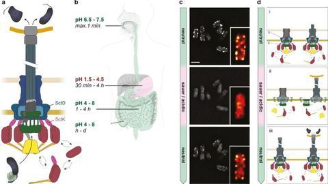 How Do Pathogenic Bacteria Keep Up With Our Changing Gut Conditions?