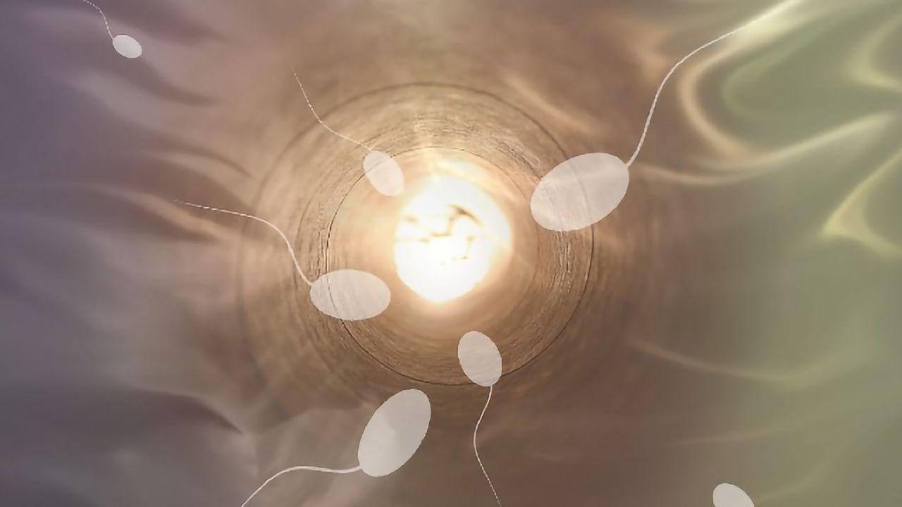 How Environmental Information Is Transmitted by Non-DNA Molecules in the Sperm
