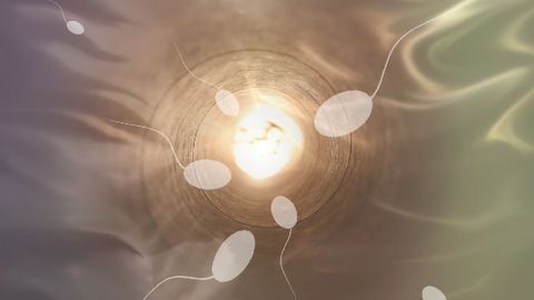 How Environmental Information Is Transmitted by Non-DNA Molecules in the Sperm