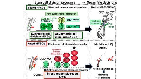 Novel Mechanism Underlying Hair Thinning Identified