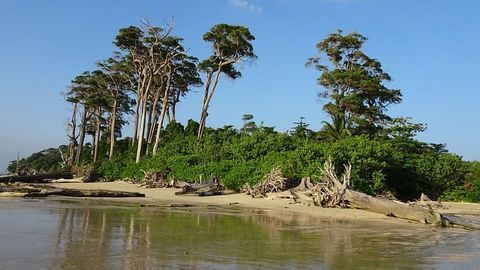 First Evidence Pathogenic Fungus Can Thrive Outside Its Host