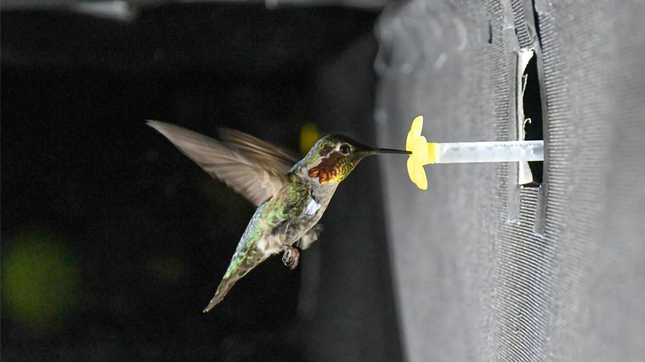 Over 2000 Microphones Help Discover How Hummingbirds Hum