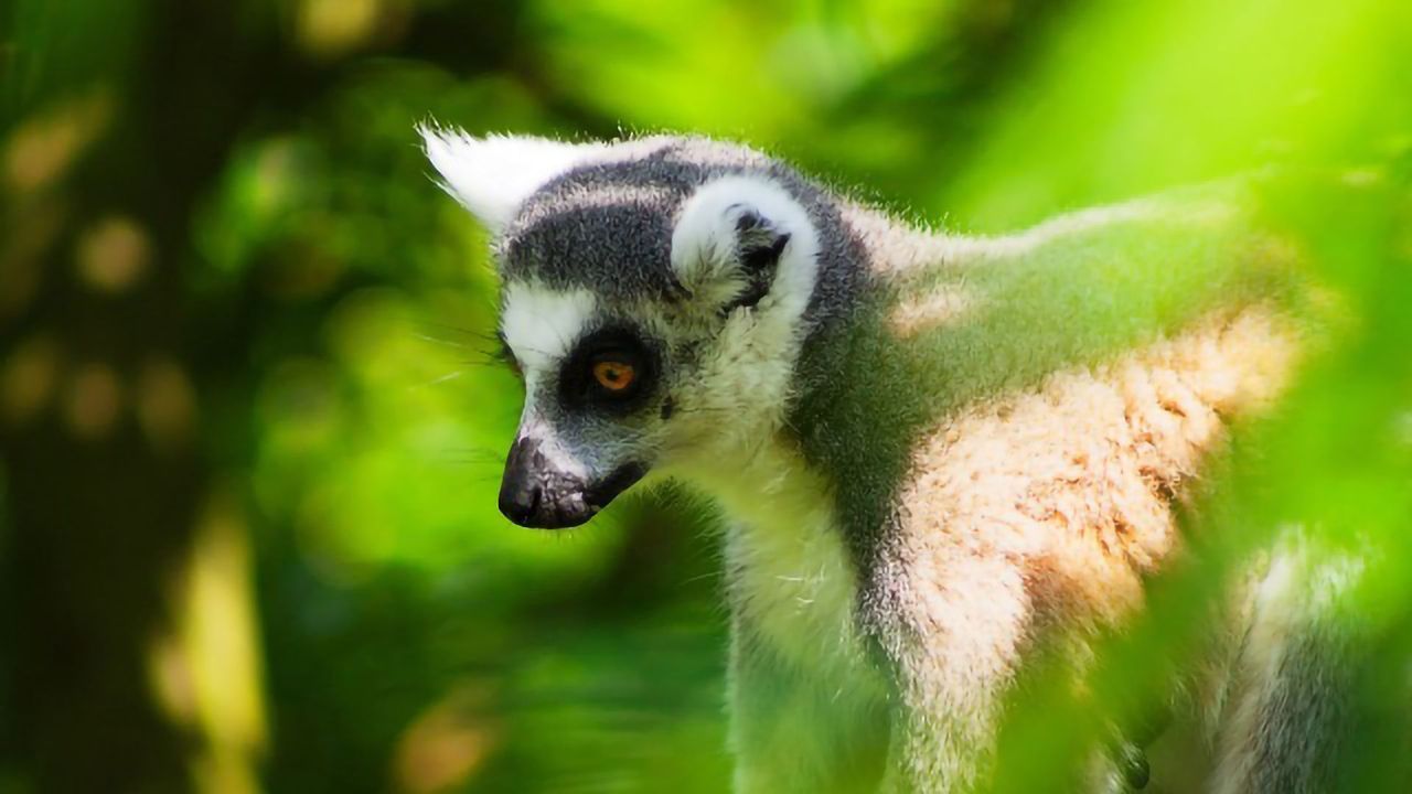 Lemurs Can Hunt Out Remote Fruit When the Wind Blows