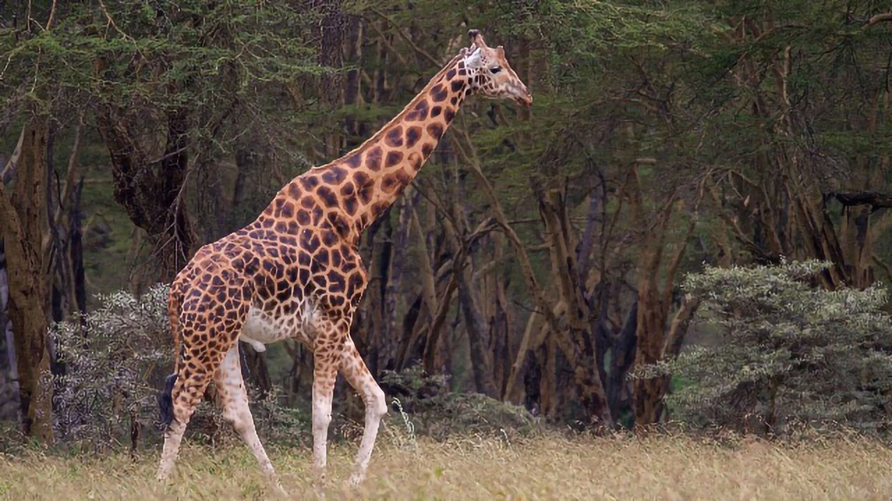 "Giraffe-Type" Gene-Edited Mice Are Resistant to High Blood Pressure