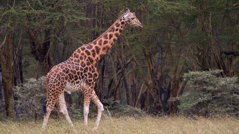 "Giraffe-Type" Gene-Edited Mice Are Resistant to High Blood Pressure
