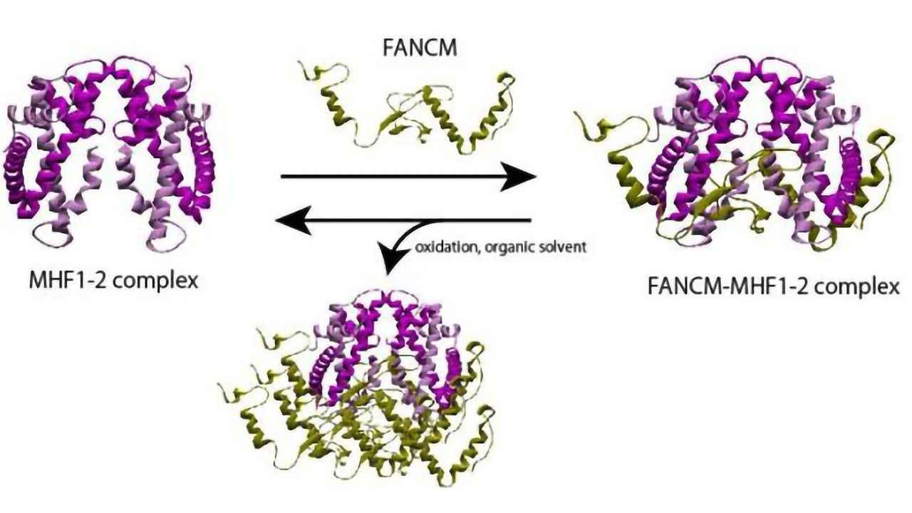 “Intriguing” Protein Complex May Hold the Key To Treating Chromosomal Disorders