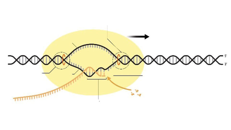 A diagram showing the action of RNA polymerase. 