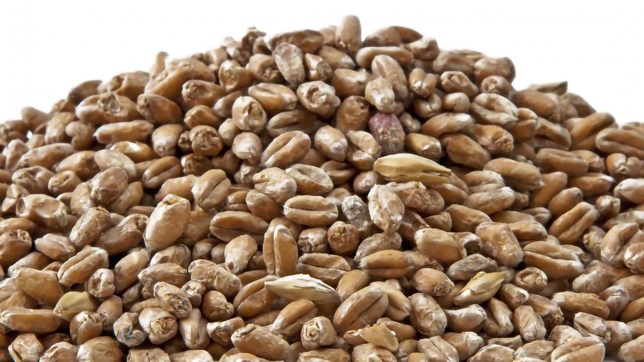 Maltsters Are Missing a Nutritional Trick