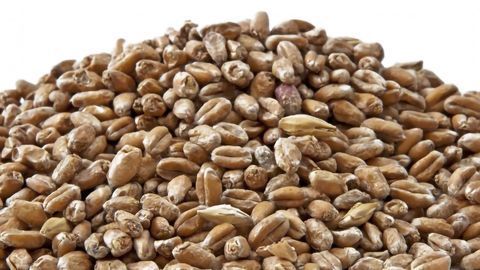 Maltsters Are Missing a Nutritional Trick