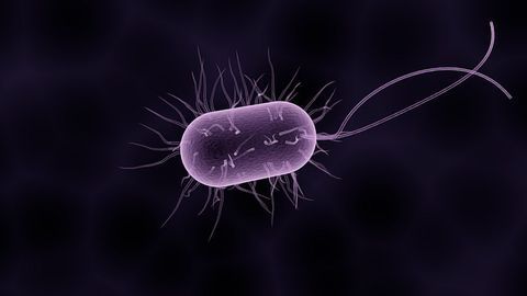 Antibiotic Effectiveness Hampered by Our Own Immune System