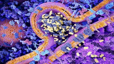 Programming CAR T Cells so That They Only Kill Cancer Cells