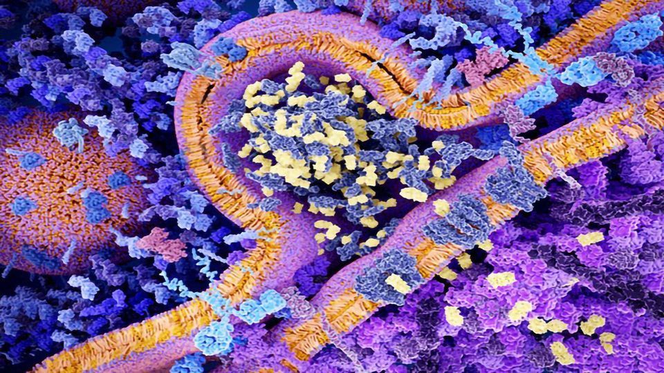 Programming CAR T Cells so That They Only Kill Cancer Cells content piece image