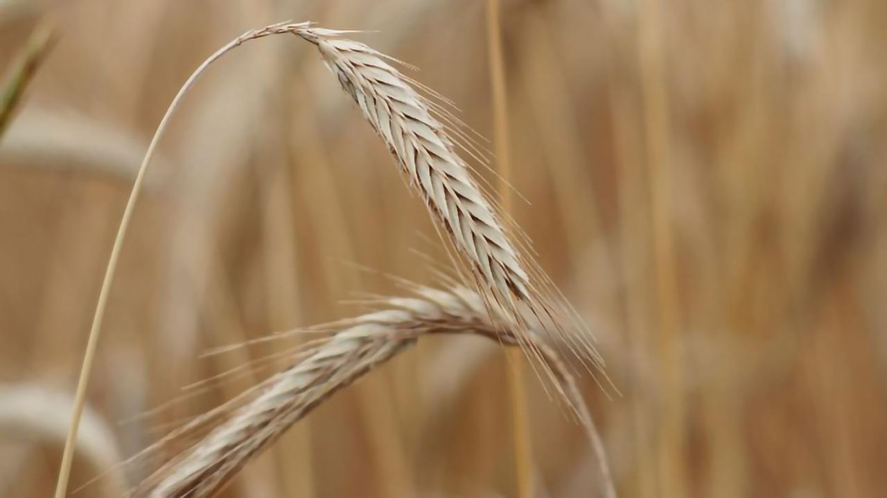 First Full Reference Genome Created for Rye