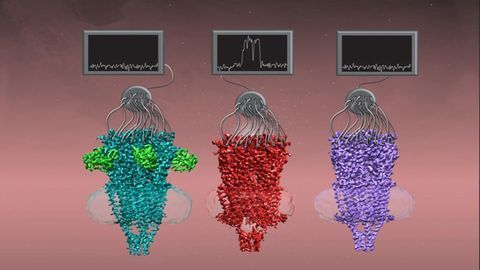 This Nicotinic Acetylcholine Receptor Is Ready for Its Close-Up