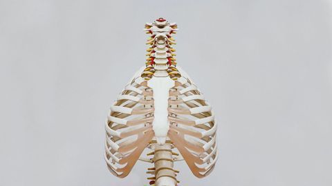 Delivering Vaccines Directly to the Lungs