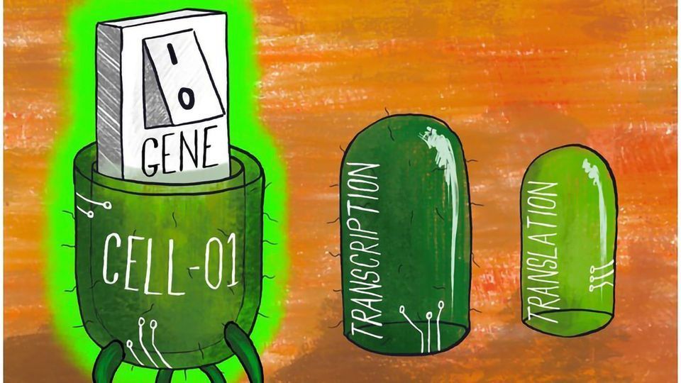 The Secret to Precisely Turning Genes On and Off content piece image