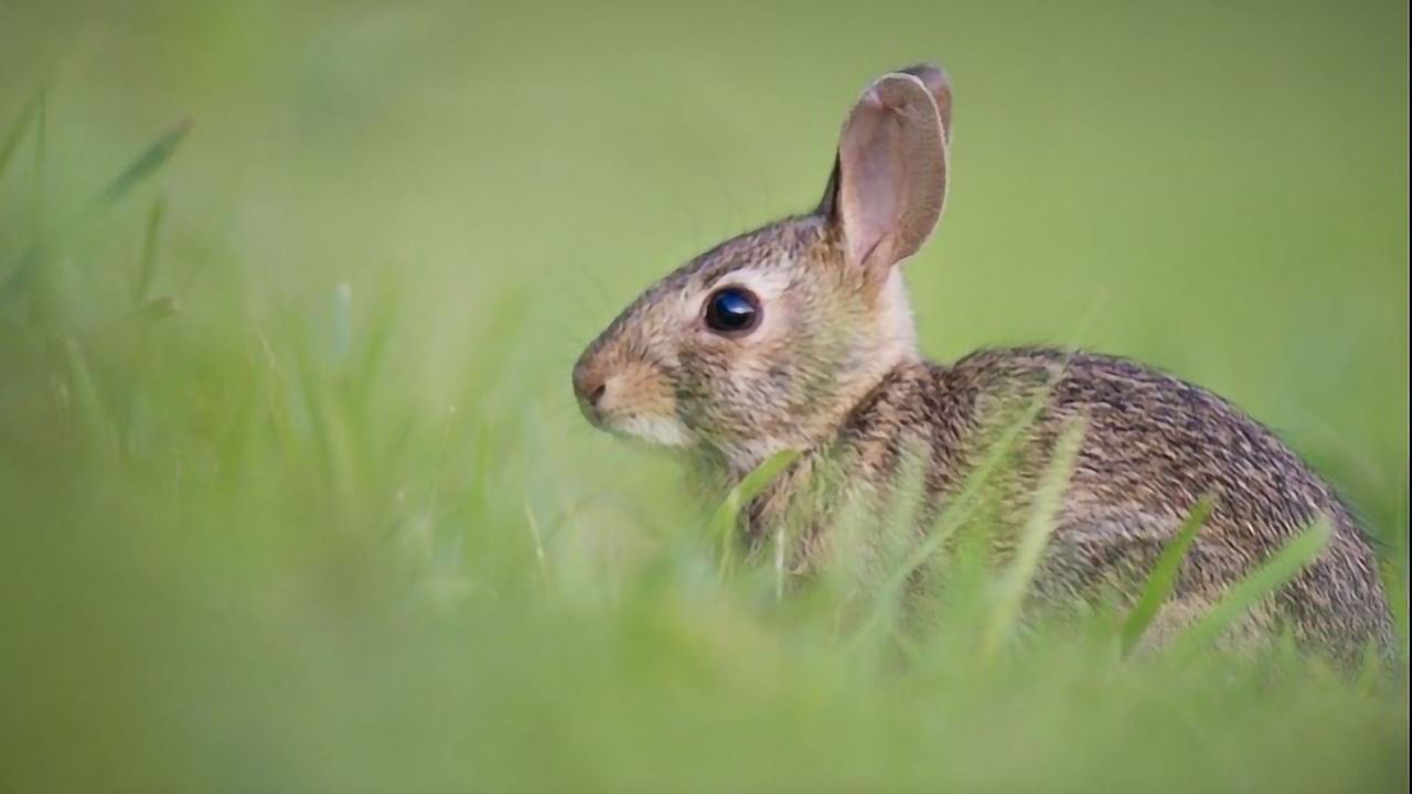 Poll Shows 68% of Britons Want An End to Animal Experiments in Medical Research