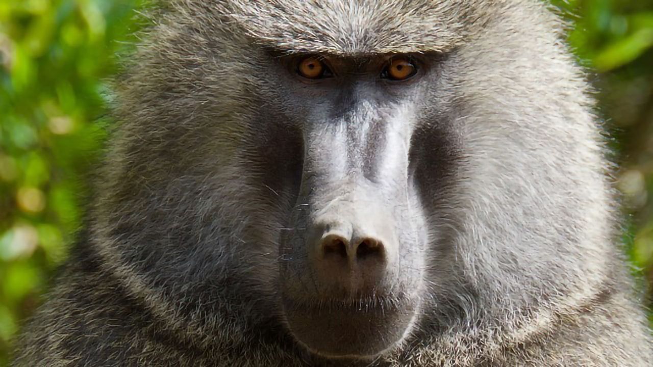 Study Shows Baboons, Like Humans, Can Solve Abstract Reasoning Tasks