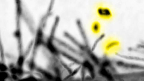 Cellular Fingertips May Help Cells "Speak" to Each Other