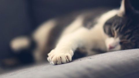Evidence of Bartonella Infection Found in Schizophrenia Patients