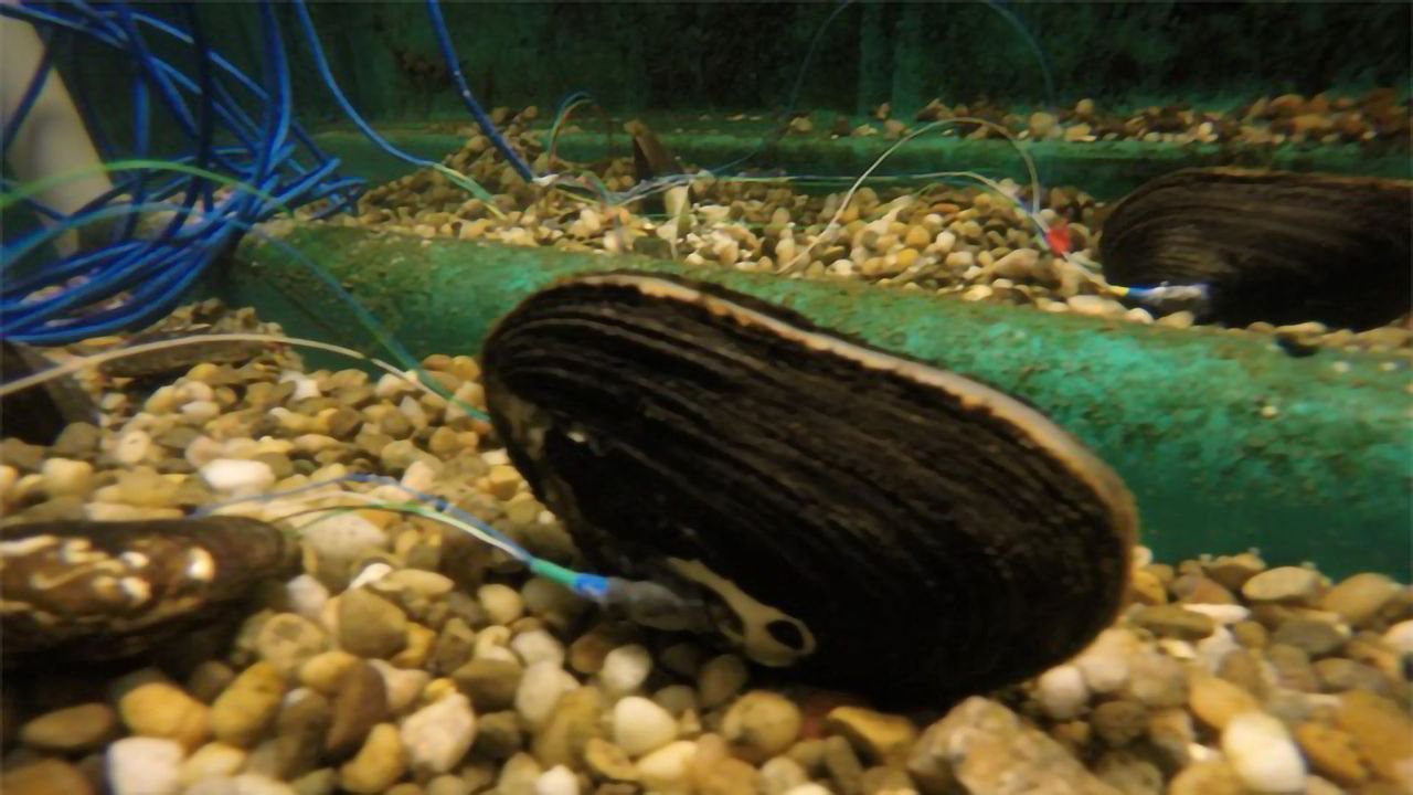 Scientist Hope To Create an "Internet-of-Mussels"
