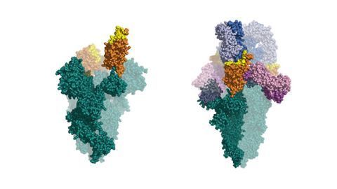 IONTAS Identifies Novel SARS-CoV-2 Neutralising Antibodies