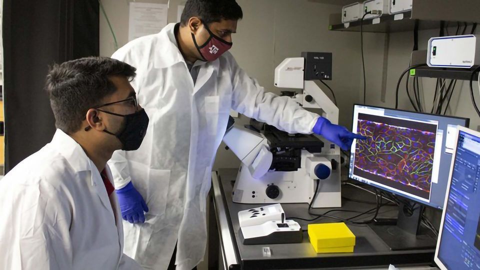 Organ-on-a-Chip Could Help To Identify Personalized Treatments for Sickle Cell Disease content piece image