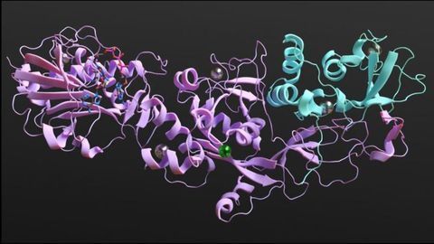 “Silencing” nsp14 Protein To Weaken SARS-CoV-2